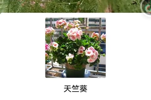 识花君APP下载指南-详细步骤与安装使用教程