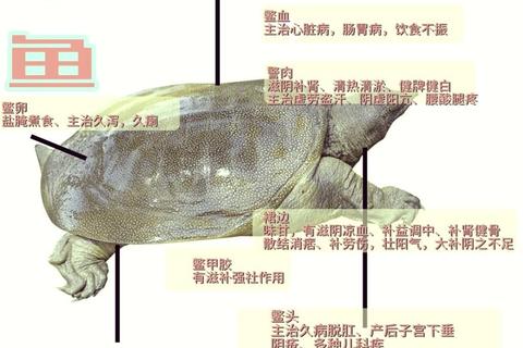 甲鱼攻略全解析：高效养殖技巧与垂钓实战经验完整分享