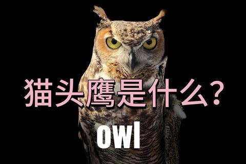 猫头鹰在哪里买？合法购买渠道与避坑指南全解析