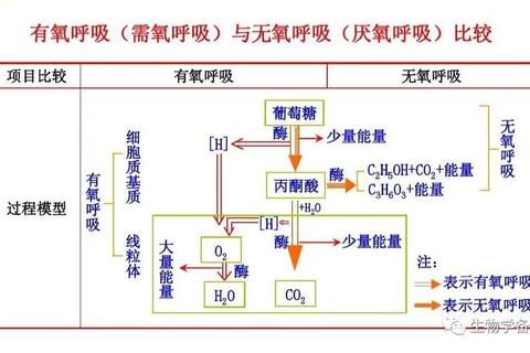 为什么史前生物体型庞大？解析氧气浓度与生态竞争关键因素