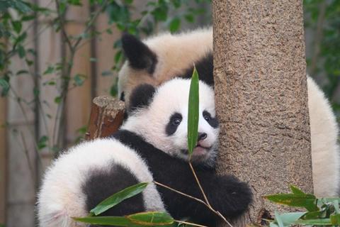 熊猫尾巴什么颜色？常见误解引困惑，正确科普解答在此