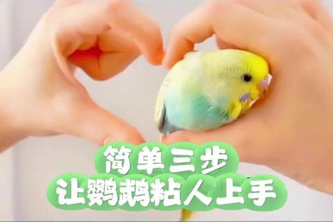 鹦鹉逃脱3终极通关秘籍解锁全隐藏结局与道具收集技巧指南-第1张图片-凡奇硬核学院
