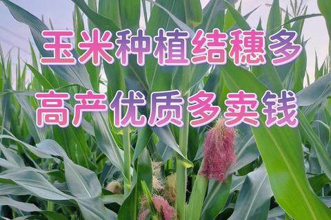 玉米视频下载技巧：高效方法助你快速保存高清资源