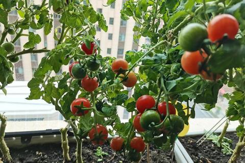 家庭种菜全攻略：新手必学的10大高效技巧轻松打造阳台小菜园