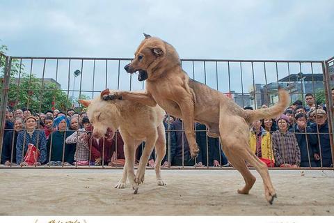 斗犬争霸赛:生死擂台与铁血驯养秘策 斗犬争霸赛:生死擂台与铁血驯养秘策