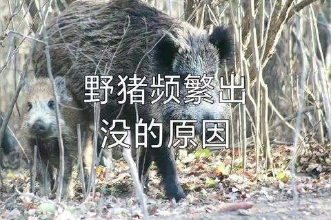 猪来了通缉令多久结束引玩家焦虑 快速解除时间与方法全解析