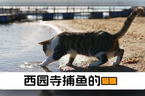 灵动猫咪浅滩捕鱼全攻略，揭秘萌宠水下趣味技巧-第1张图片-凡奇硬核学院