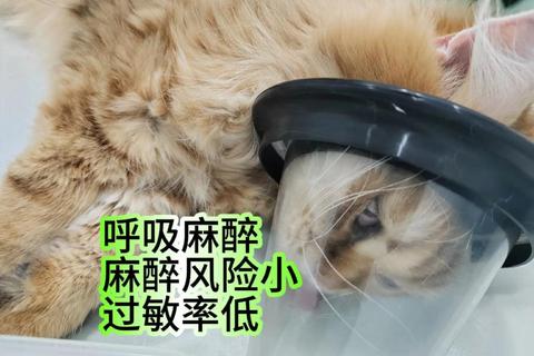 公猫绝育麻药多久退？消退时间与术后护理关键解析