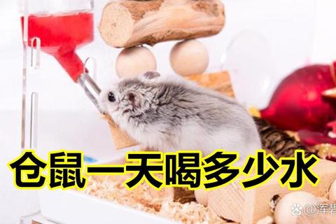 仓鼠一天喝多少水饮水不足危害大科学喂水技巧须知