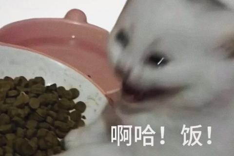 吃什么表情包拯救选择困难症？趣味测试3秒搞定用餐焦虑