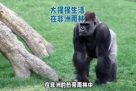 大猩猩游戏:丛林生存策略与力量对决指南 大猩猩游戏:丛林生存策略与力量对决指南