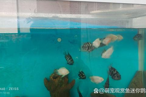 鱼缸里的世界全关卡通关攻略10大实用技巧与隐藏要素详解-第1张图片-凡奇硬核学院
