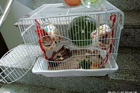 奶酪大冒险：萌鼠奇兵闯关记_智力迷宫挑战赛萌鼠特工队