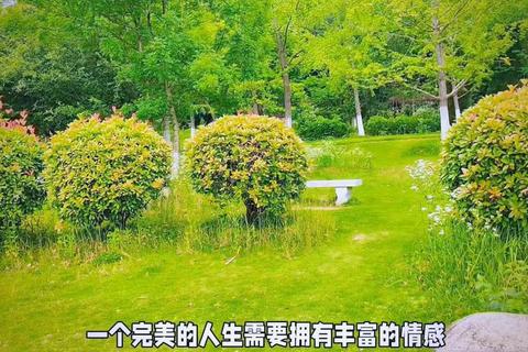 定制人生终极攻略：三步打造专属完美人生的详细步骤全解