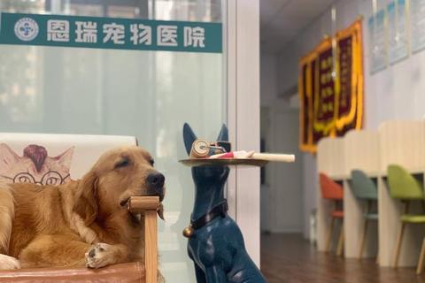 萌宠守护者：动物医院日常与爱心培育大冒险