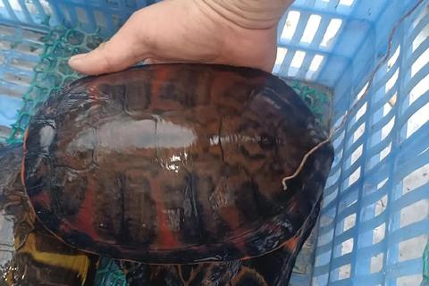 火龟多少钱引担忧？认准正规渠道低价购入有保障
