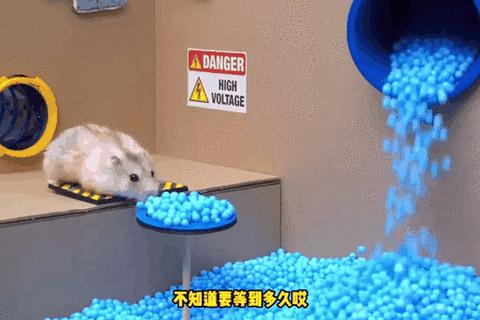 仓鼠球大闯关:萌宠滚动冒险与欢乐障碍挑战赛 仓鼠球大闯关:萌宠滚动冒险与欢乐障碍挑战赛