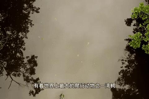 荒野迷踪：丛林法则下的极限求生挑战与生存密码