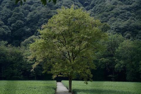 青竹物语：幽篁秘境探索与成长之旅墨竹传说