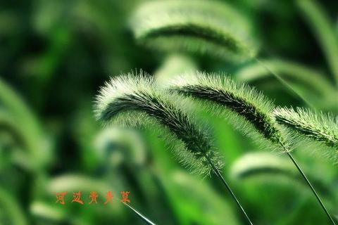 青青草软件下载_安全绿色平台推荐免费资源一键获取