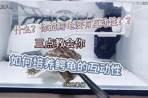 鳄龟饲养全攻略：新手必看的环境搭建与健康喂养实用技巧指南