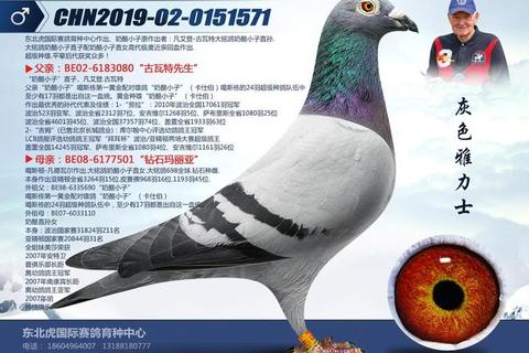 雅鸽 雅鸽