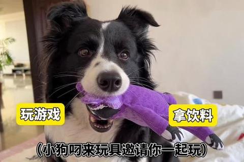 萌犬总动员：趣味互动游戏解锁狗狗欢乐日常