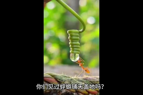 蜉蝣能活多久破解短暂生命难题掌握高效人生秘诀