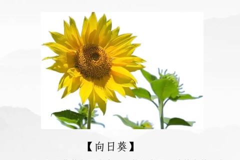 向日葵视频app官方下载-正版安全安装包免费获取及使用教程
