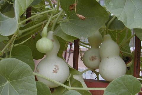 葫芦