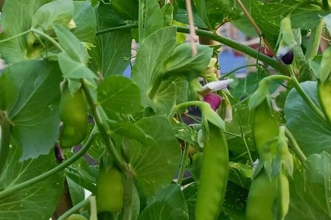 豌豆荚免费下载_海量正版APP资源一键获取指南