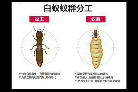 蚁后多久刷难题精准掌握周期高效解决蚁患问题