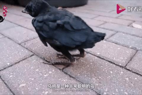 贱鸟逆袭记-爆笑弹射挑战与无厘头物理闯关全解析