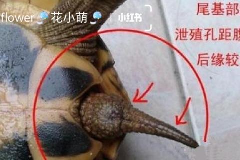 巴西龟性别分辨困难多掌握四个特征轻松区分公母方法