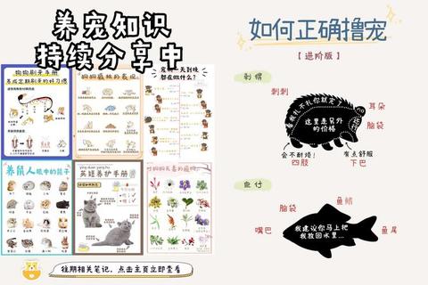 桌宠攻略全方位指南：从零开始掌握互动养成与日常训练技巧