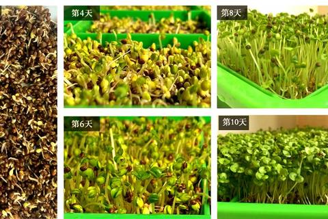 发芽啦全植物解锁通关攻略新手必看全流程解析