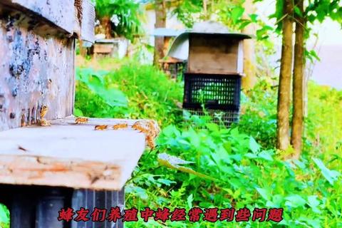 树新蜜蜂自然生态守护行动全攻略与养殖技巧详解