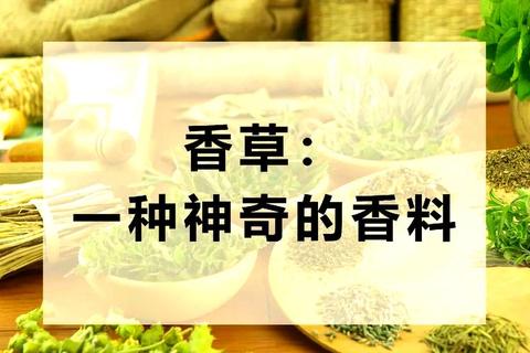 香草视频下载全攻略-高效方法与实用技巧分享