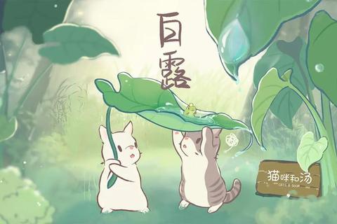 治愈系猫咪汤屋物语：萌宠料理与暖心互动的治愈时光-第1张图片-凡奇硬核学院