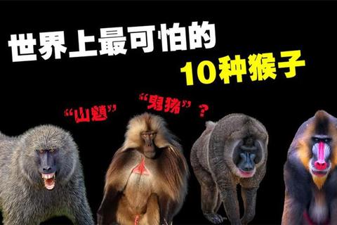 猴子有哪些本领常被忽视？揭秘其隐藏技能与实用价值