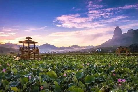莲华迷踪:碧波踏浪寻香之旅_荷花秘境探幽 莲华迷踪:碧波踏浪寻香之旅_荷花秘境探幽