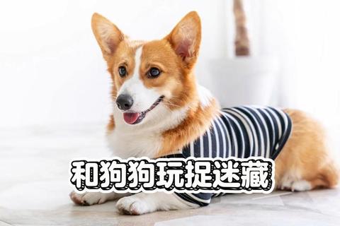 萌犬欢乐时光-10个趣味游戏挑战增进人宠默契 萌犬欢乐时光-10个趣味游戏挑战增进人宠默契