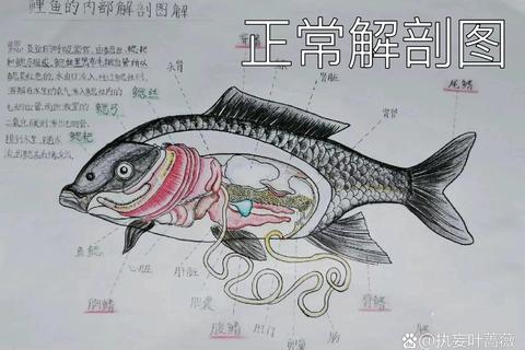 鱼的器官有哪些难记忆？高效图解解析助你快速掌握