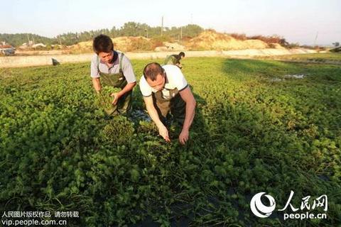 浪漫庄园高效经营全攻略：种植养殖与订单系统技巧解析