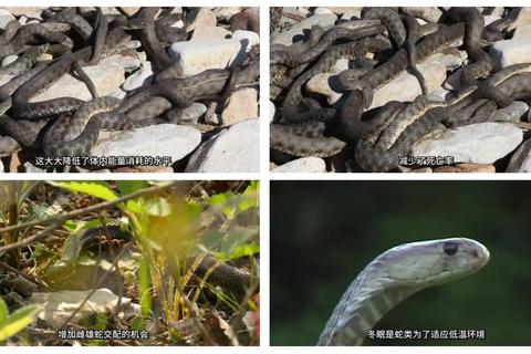 为什么蛇死了还会动？解析神经反射机制与安全应对措施