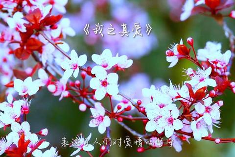 我的真爱在哪里？破解迷茫与孤独的三大方向找到属于你的唯一