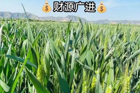 麦芒启程：穗月征程中的丰收策略博弈