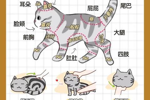 萌猫趣玩指南_解锁喵星人最爱的15种创意游戏互动法
