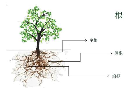 植物有哪些器官记不牢？六个记忆妙招轻松区分根茎叶花果