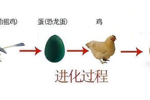 鸡为什么不下蛋常见原因解析及科学应对方法探讨